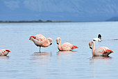 Chilean Flamingo (Phoenicopterus chilensis), adult individuals in the Ultima Esperanza Fjord, Puerto Natales, Magallanes Region and Chilean Antarctica, Chile