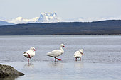 Coscoroba Swan (Coscoroba coscoroba), adult individuals in the Ultima Esperanza Fjord, Puerto Natales, Magallanes Region and Chilean Antarctica, Chile