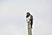 Black-chested Buzzard-Eagle (Geranoaetus melanoleucus), adult individual, Torres del Paine National Park, Magallanes Region and Chilean Antarctic, Chile