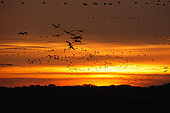 Common crane (Grus grus) in flight at sunrise, Lac du Der, France