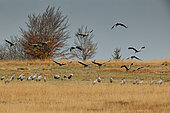 Common cranes (Grus grus) flying away, High Fens, Belgium