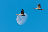 Common crane (Grus grus) in flight in front of the moon, High Fens, Belgium