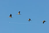 Common crane (Grus grus) in flight in front of an aircraft and its trail, High Fens, Belgium