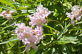 Chitalpa (× Chitalpa tashkentensis) in bloom in a garden, Finistère, France