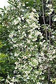 Eucryphia x intermedia "Nymansensis"