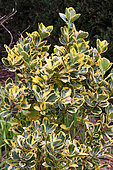 Yellow variegated evergreen Japanese Spindle, Euonymus japonicus "Aureomarginatus" in a garden, Finistère, France