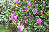 Lily Magnolia, Magnolia liliiflora "Susan" in bloom in spring,in a garden, Finistere, France