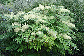 Japanese Angelica tree (Aralia elata) in summer bloom in a garden, Finistère, Brittany, France