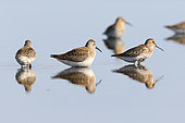Curlew Sandpiper (Calidris ferruginea) juvenile on autumn migration and Dunlin on the right observing mirror effect, Finistère, Brittany, France