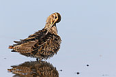 Common Snipe (Gallinago gallinago) adult grooming in a marsh, Finistère, Brittany, France