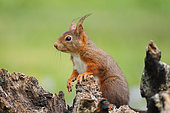 Red squirrel (Sciurus vulgaris) on a stump, Finistère, Brittany, France