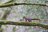 Red squirrel (Sciurus vulgaris) caught on a mossy branch, Finistère, Brittany, France