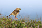 Meadow Pipit (Anthus pratensis) bringing a prey to a nest on a blackthorn tree, Finistère, Brittany, France