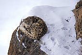 Snow leopard (Panthera uncia) rests on a frozen cliff, Spiti region in the Indian Himalayas, India, Asia