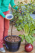 Harvesting plums from a plum tree grown in a pot on a terrace.