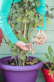 Cleaning a groundcherry (Physalis peruviana) grown in a pot on a terrace