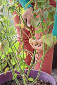 Harvesting a groundcherry (Physalis peruviana) grown in a pot on a terrace