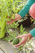 Monitoring the growth of a watermelon 'Sugar Baby' fruit grown in a pot on a terrace.