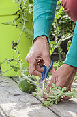 Taille d'un pied de pastèque cultivé en pot sur une terrasse : les tiges sont raccourcies en amont du fruit qui s'est formé, pour ne conserver qu'un seul fruit par pied.