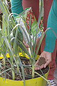 Application of organic fertiliser powder to leeks grown in pots on a terrace.