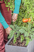 Tuteurage d'un plant de tomate cultivé en jardinière sur une terrasse.
