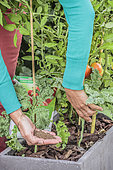 Apport d'engrais organique en poudre à un pied de tomate cultivé en pot sur une terrasse.