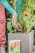 Apport d'engrais organique en poudre à un pied de tomate cultivé en pot sur une terrasse.