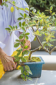 Woman pruning a pre-bonsai (young plant in the process of formation), in autumn.