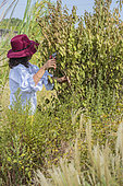 Woman doing a rescue pruning on a forsythia wilting due to drought: reduction of the branching to avoid irreversible damage.