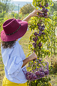 Femme récoltant des pommes. Variété colonnaire précoce 'Chinon', à peau violette.