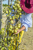 Woman harvesting 'Willams' pears on a trellised pear tree in September.