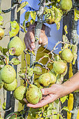 Woman harvesting 'Willams' pears on a trellised pear tree in September.
