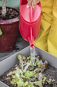 Watering an oak leaf lettuce grown in a container on a terrace.