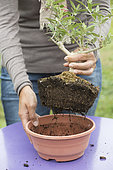 Repotting a bonsai olive tree in a pot, step by step. Removing the potting material.