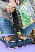 Rempotage d'un olivier taillé en bonsaï en pot : préparation du lit de plantation dans la terrine à bonsaï.