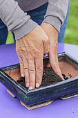 Rempotage d'un olivier taillé en bonsaï en pot : préparation du lit en aménagement une butte dans la terrine avant plantation.