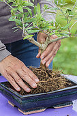 Potting a bonsai olive tree in a pot, step by step. Positioning the tree in the bonsai pot.