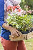 Woman carrying a box of flowering pelargoniums.