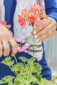 Woman cutting the flowers of a pelargonum