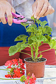 Woman removing flower buds from a potted pelargonium