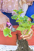 Preparing a pelargonium for winter. Step 3: Remove all foliage.
