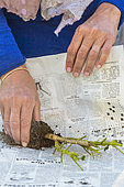 Preparing a pelargonium for winter. Step 5: Wrap in newspaper before storing in the cellar.