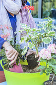 Woman putting a pelargonium in the sand for the winter
