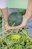 Harvesting a 'Sugar Baby' watermelon grown in a pot on a terrace.