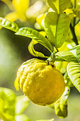 Fruit of the ichang lemon (Citrus ichangensis), a small, totally hardy lemon.