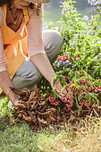 Woman planting a decorative fruiting viburnum (Viburnum setigerum) in autumn.
