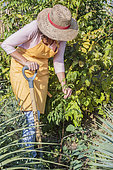 Woman pulling out a bignone shoot (Campsis radicans): shoots emerging from the rootstock.