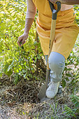 Woman pulling out a bignone shoot (Campsis radicans): shoots emerging from the rootstock.