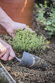 Planting a plant of variegated thyme in autumn.