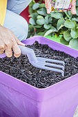 Sowing carrots in a tray, step by step